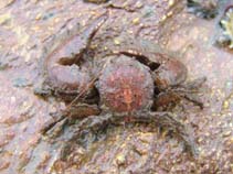 Image of Porcellana platycheles (Broad-clawed porcelain crab)