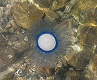 Image of Porpita porpita (Blue button)
