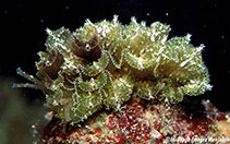Image of Polybranchia samanthae 