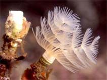 Image of Protula bispiralis (Red fanworm)