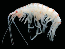 Image of Prostebbingia serrata 