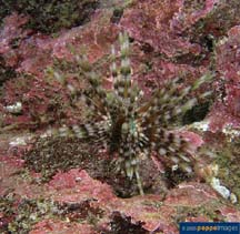 Image of Plococidaris verticillata 