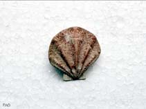 Image of Pseudamussium clavatum 