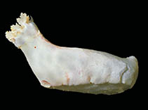 Image of Psolus dubiosus 