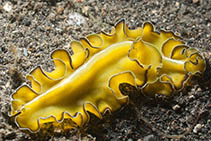 Image of Pseudobiceros flowersi 
