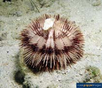 Image of Pseudoboletia maculata (Stained collector urchin)