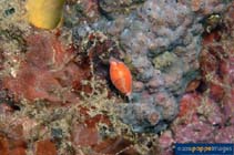 Image of Cypraea microdon (Tiny-teeth cowry)