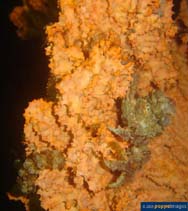 Image of Pyromaia tuberculata (Tuberculate pear crab)