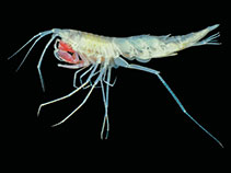 Image of Rhachotropis anoculata 