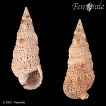 Image of Rhinoclavis sinensis (Obelisk vertagus)