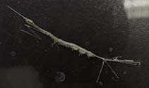 Image of Rhabdosoma whitei 