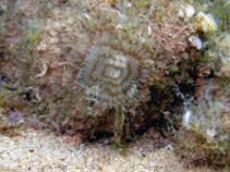 Image of Sabella penicillus 
