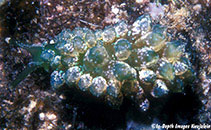 Image of Sacoproteus smaragdinus (Emerald slug)