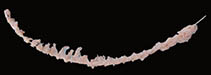 Image of Scytalium martensii 