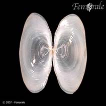 Image of Scintilla timorensis 