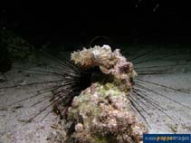 Image of Sepia bandensis (Stumpy cuttlefish)