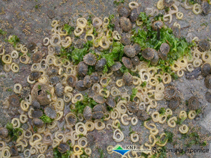 Image of Siphonaria japonica (Littoral pulmonate limpet)