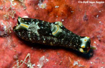 Image of Spinoaglaja orientalis 