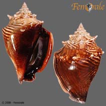 Image of Strombus alatus (Florida fighting conch)