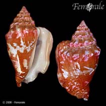 Image of Strombus latus (West African stromb)