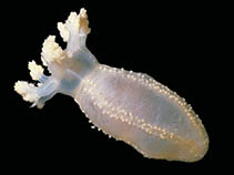 Image of Staurocucumis liouvillei 