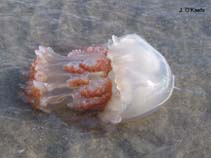Image of Stomolophus meleagris (Cannonball jellyfish)