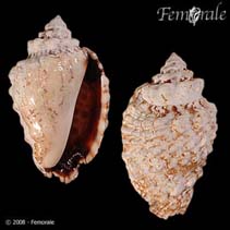 Image of Lentigo pipus (Butterfly conch)