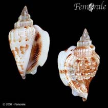 Image of Strombus plicatus (Pigeon conch)