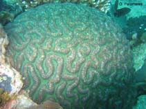 Image of Lobophyllia radians 