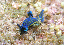 Image of Tambja ceutae 