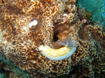 Image of Taringa halgerda (Pom-pom taringa)