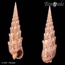 Image of Terebra crenulata (Crenulate auger)