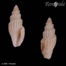 Image of Tenaturris decora 