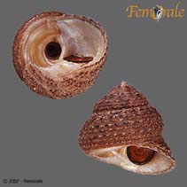 Image of Tegula eiseni (Banded tegula)