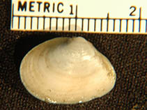 Image of Tellina modesta (Plain tellin)