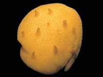 Image of Tentorium papillatum 