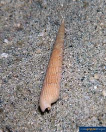 Image of Terebra succincta 