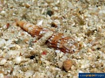 Image of Terebra undulata (Undulate auger)