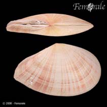 Image of Tellina virgata (Virgate tellin)