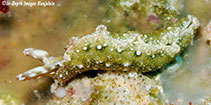 Image of Thuridilla flavomaculata 