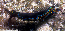 Image of Thuridilla livida 