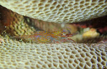 Image of Thor spinosus 