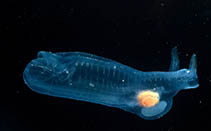 Image of Thetys vagina (Virgin salpa)