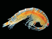 Image of Tiron antarcticus 