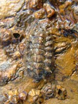 Image of Tonicella marmorea (Mottled red chiton)