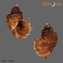 Image of Ariadnaria borealis (Boreal hairysnail)