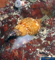 Image of Tritonoturris cumingii 