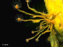 Image of Tubularia indivisa (Tall tubularia)