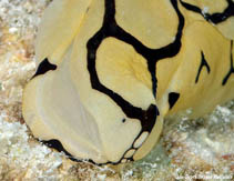 tn_Tupil_u9.jpg