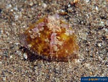 Image of Tylodina corticalis (Small umbrella shell)